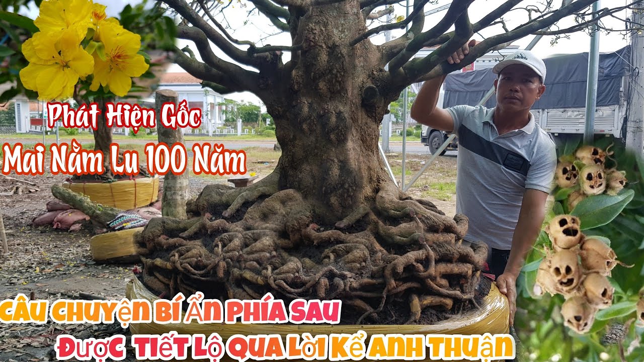 MAI XÙ KHỦNG nằm lu gần 100 năm có bộ đế như thế nào