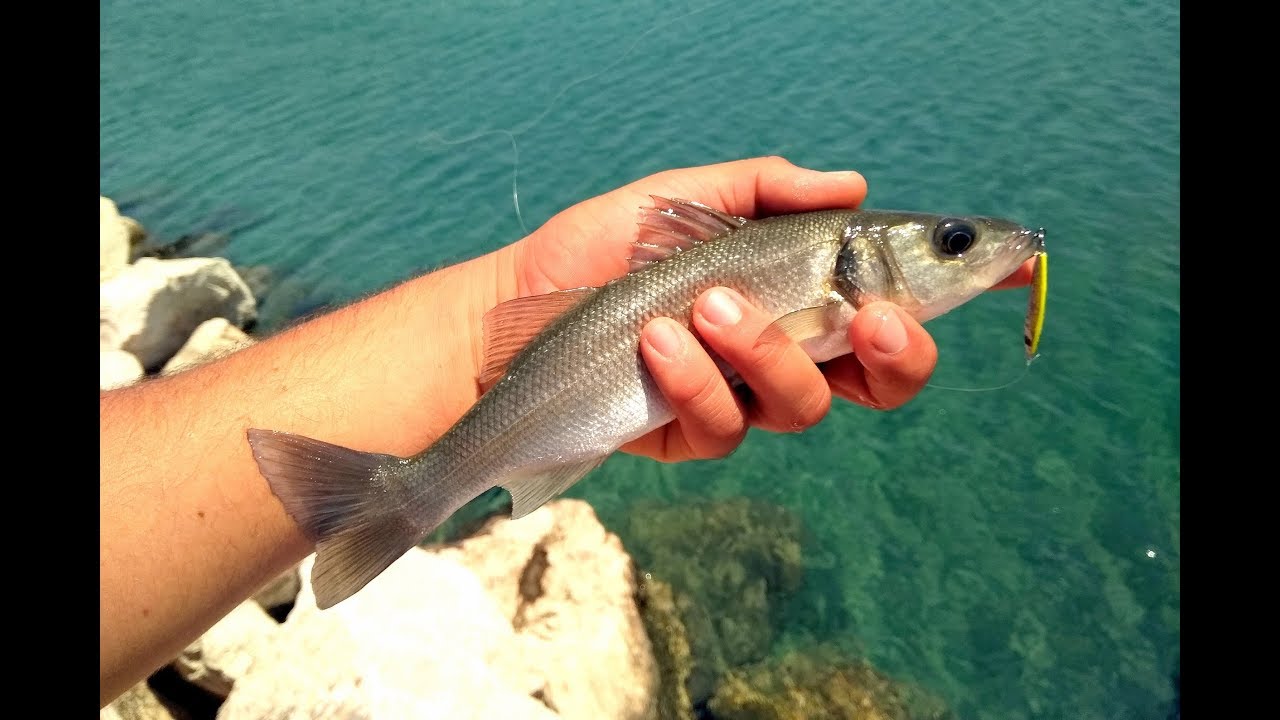 Kendo Baby Jig ile Levrek ve Yazılı Orkinos Avı