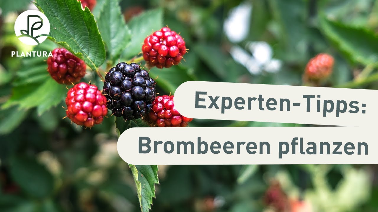 Brombeeren pflanzen: So klappt&rsquo;s (Anleitung)