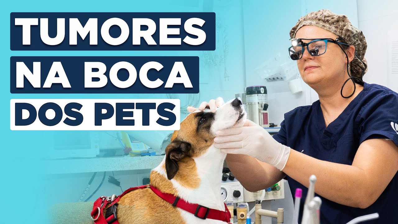 Câncer Bucal em Pets: Como identificar e o que fazer | VetFace