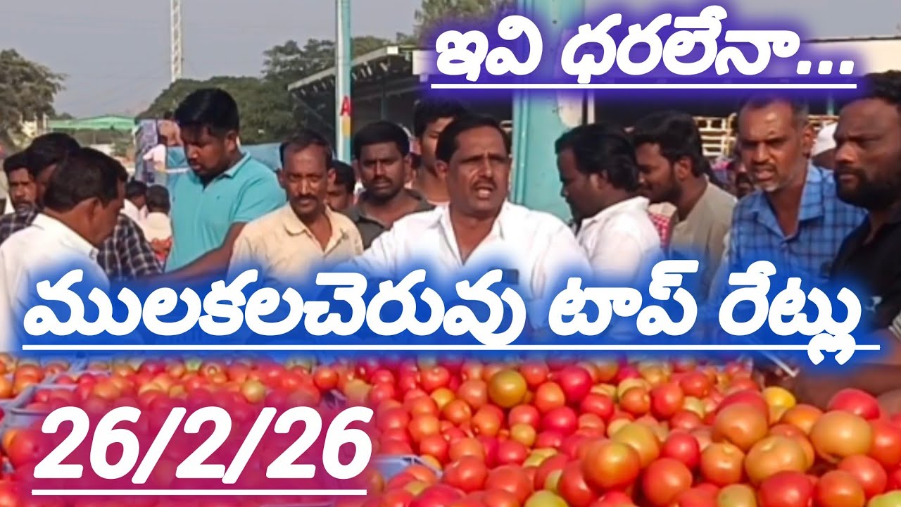 26/2/26 Mulakalacheruvu tomato market price today 🍅#todaytomatorate #crkvideos16 