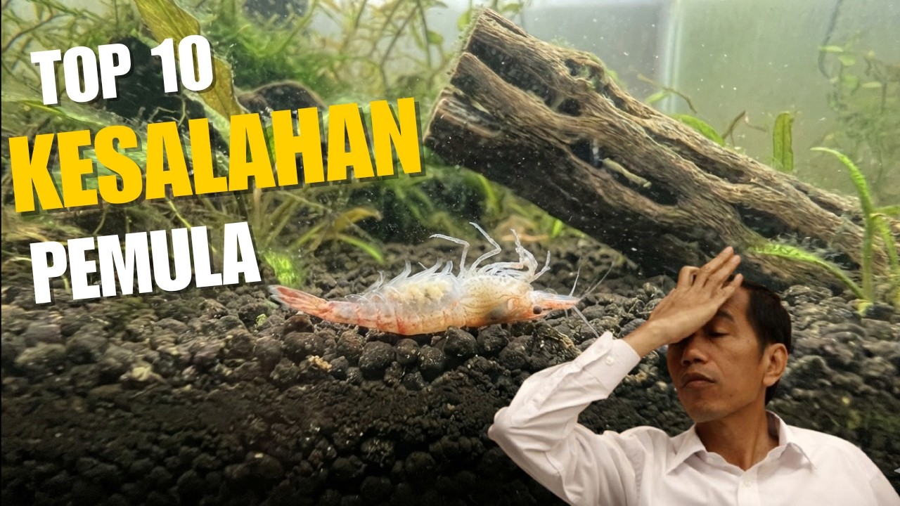 JANGAN BELI UDANG HIAS DULU! 10 Kesalahan Fatal Pemula