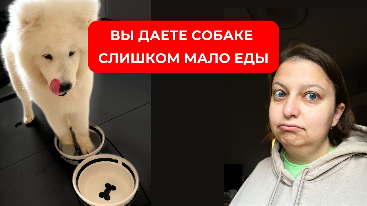 Сколько еды давать собаке? Считаем реальную калорийность и порцию! Никаких 3% от массы тела!