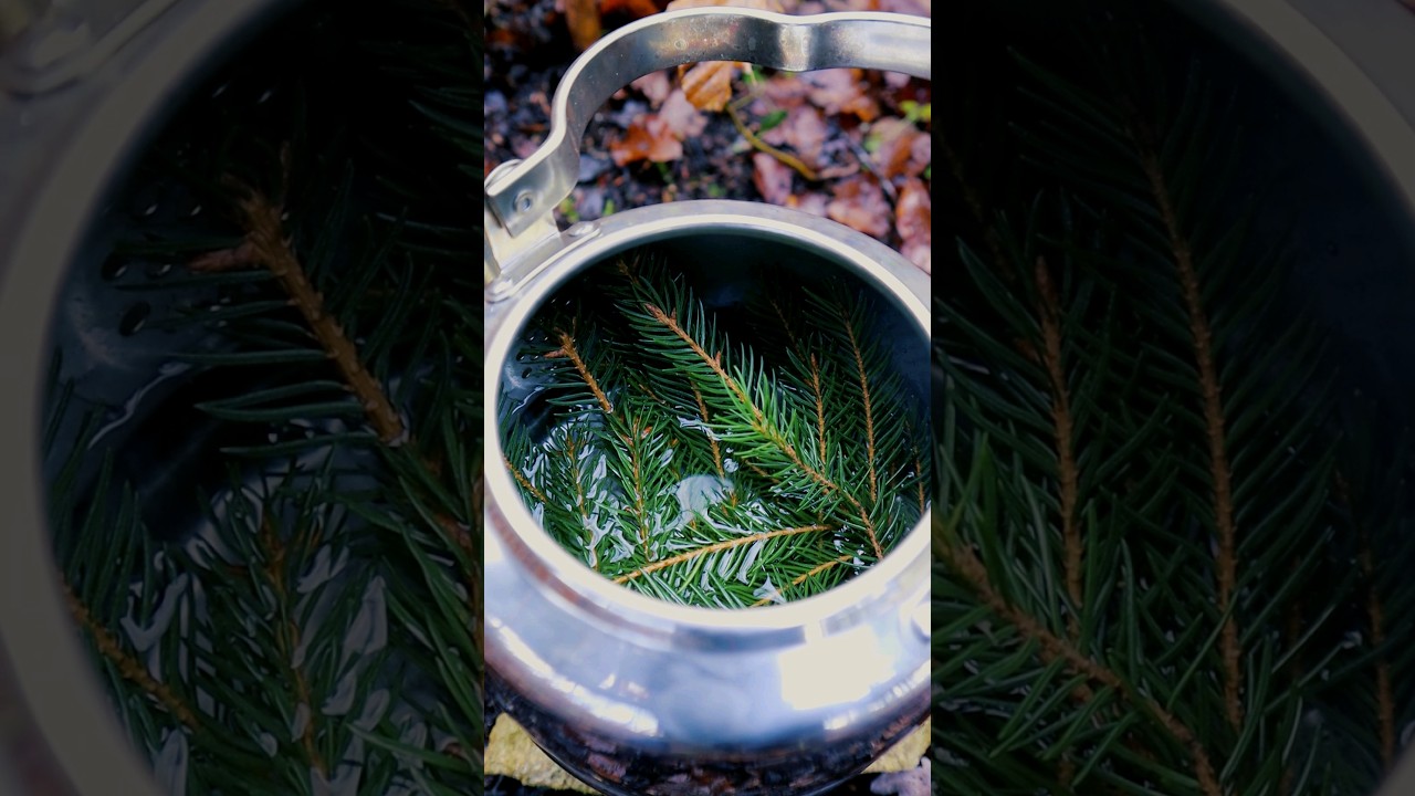 How to make Spruce Tea #asmr #asmrsounds #bushcraft #forest #nature #spruce #tea