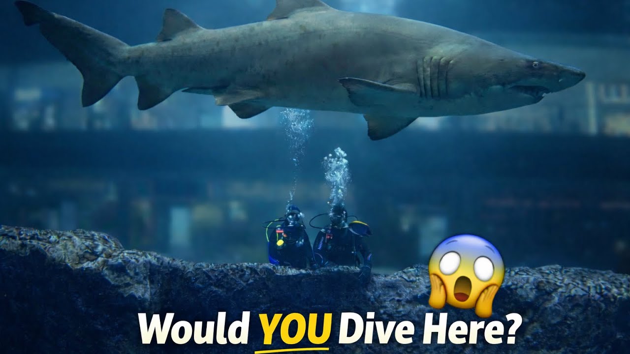 Swimming with Sharks...Inside a shopping mall?! @zebaxa91 