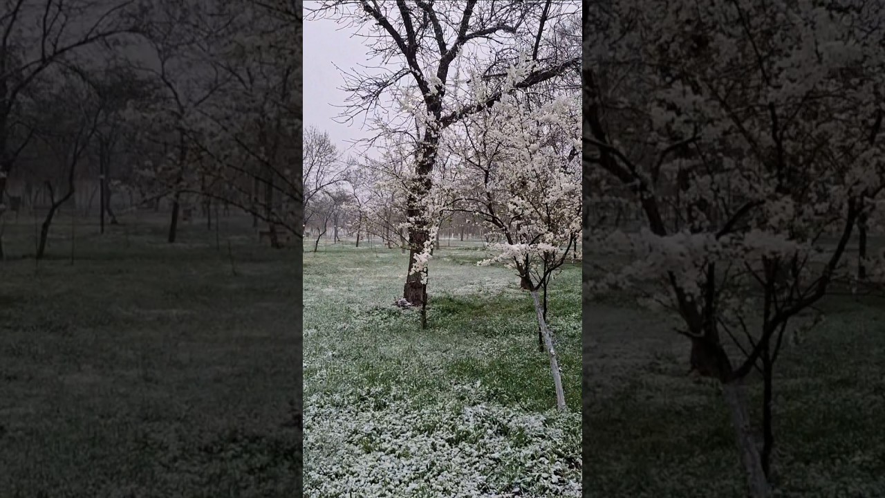 Геническ 07.04.2025 парк снег❄ 