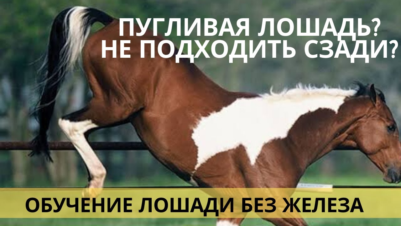 Видео-урок. Пугливая лошадь? Не подходить сзади к лошади.