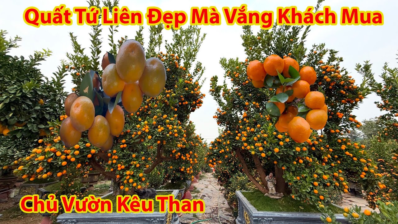 TẾT HÀ NỘI 2025 - CHOÁNG NGHE NHÀ VƯỜN QUẤT TỨ LIÊN THAN VẮNG NHƯ CHÙA BÀ ĐANH