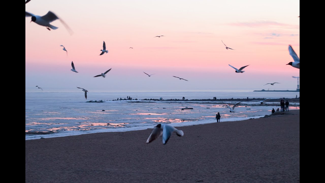 SOM DO OCEANO COM GAIVOTAS (RELAXANTE!)