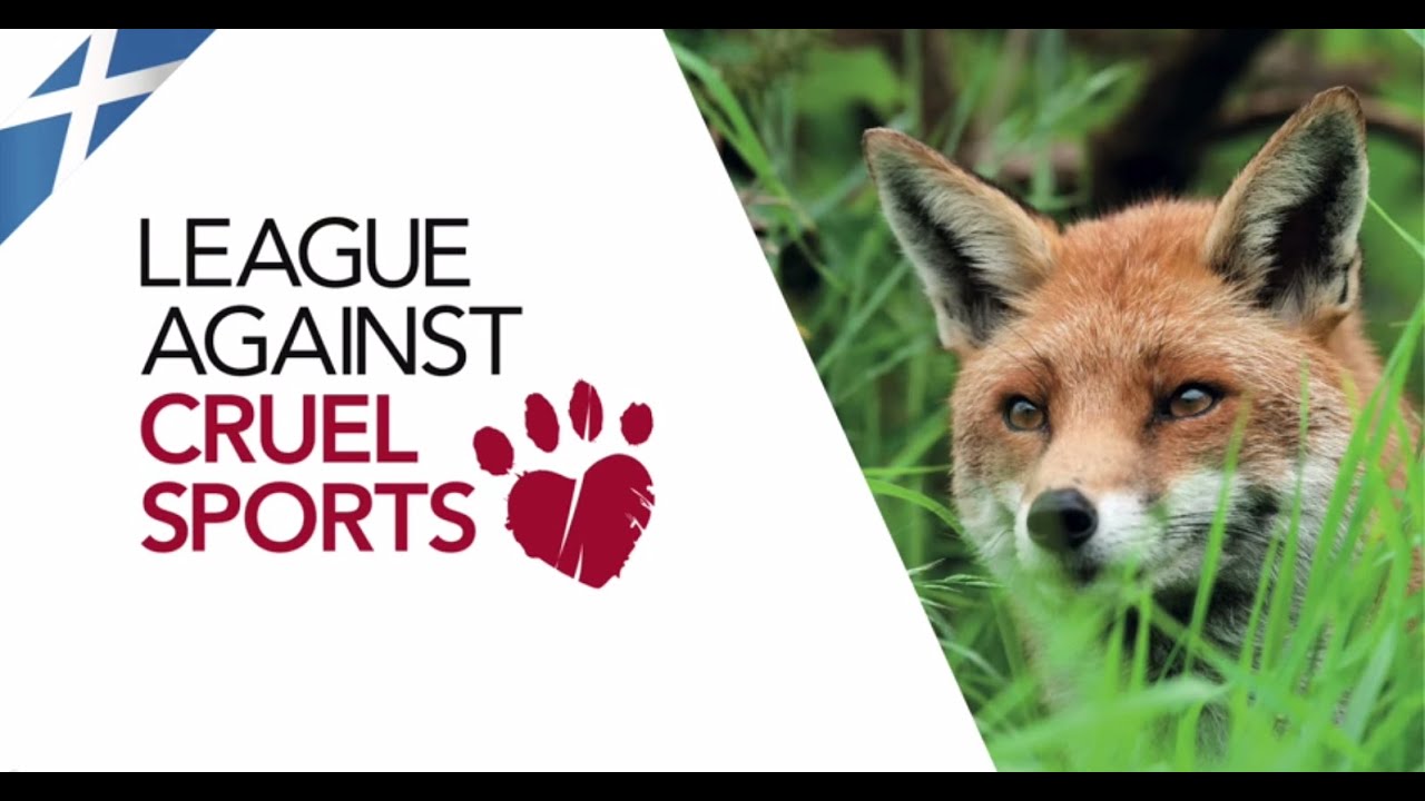 Scottish fox hunts exposé