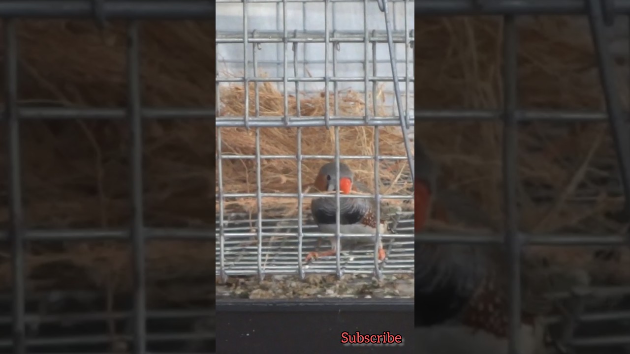 Finches nesting material #finches #shorts #viral