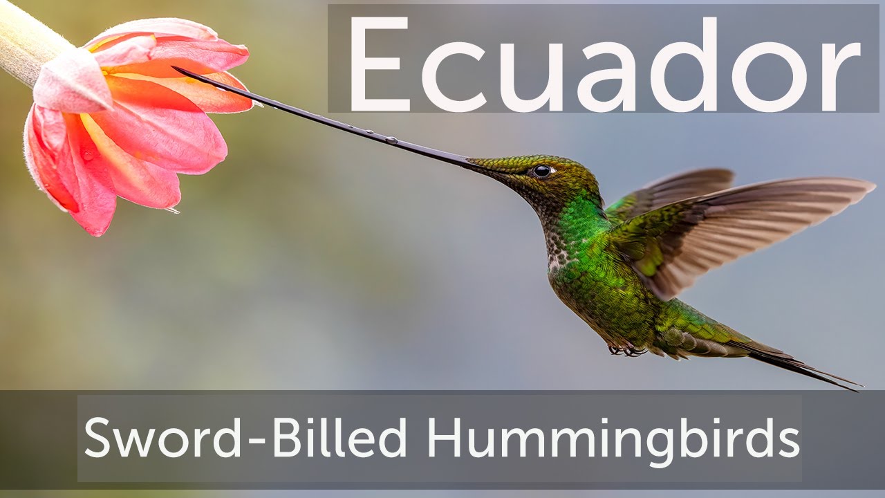 Journey to Zuroloma: Discover Ecuador’s Birds