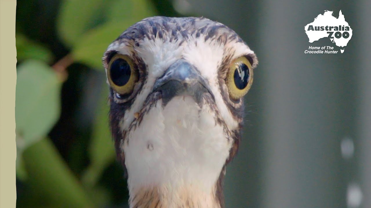 Curlew saved after a disturbing attack | Wildlife Warriors Missions