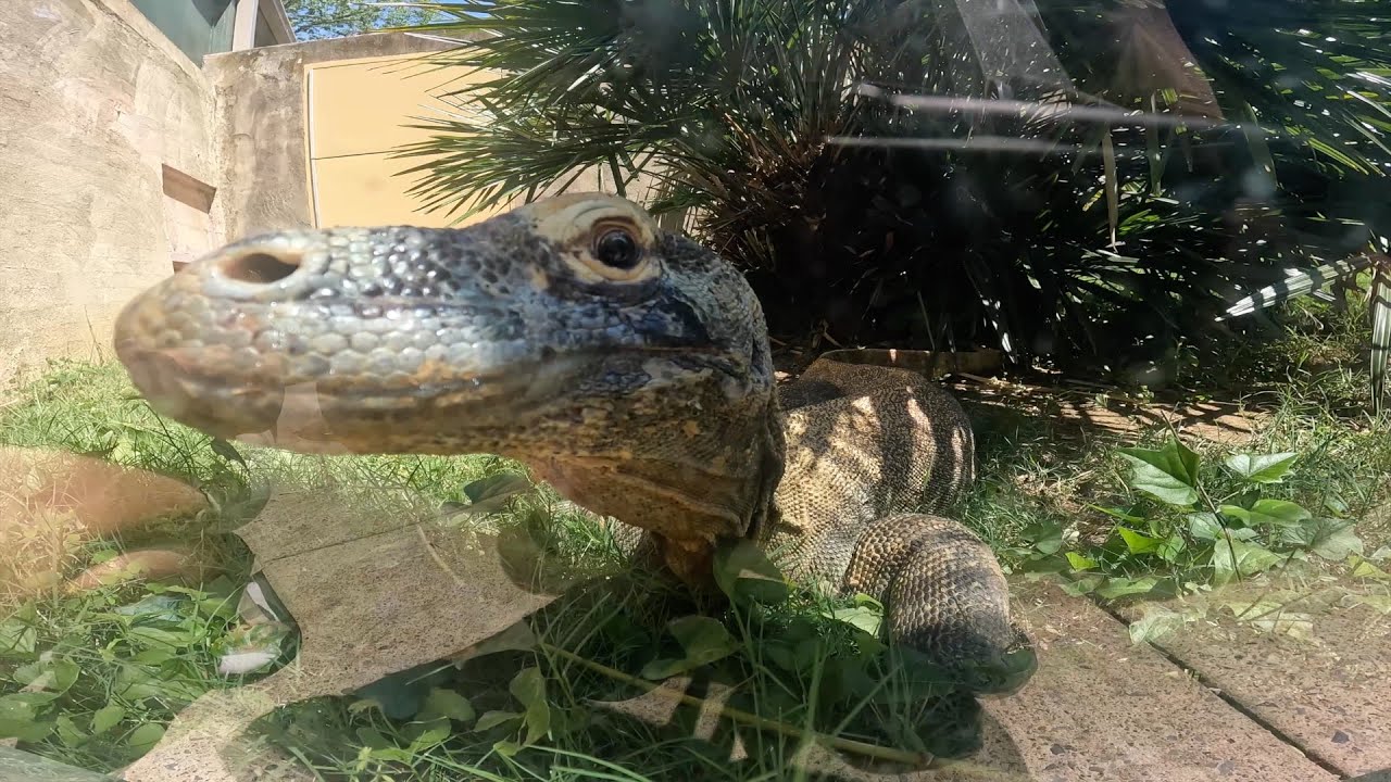 Full Tour Of The Memphis Zoo! Memphis, Tennessee