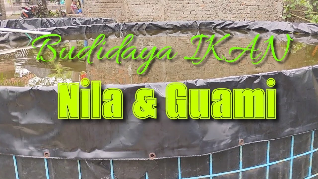 Budidaya ikan nila dan gurame di kolam terpal