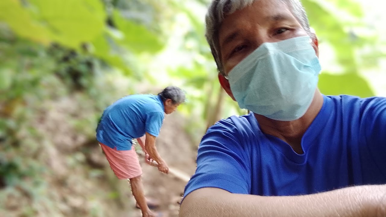 Preparing for eggplant plantation