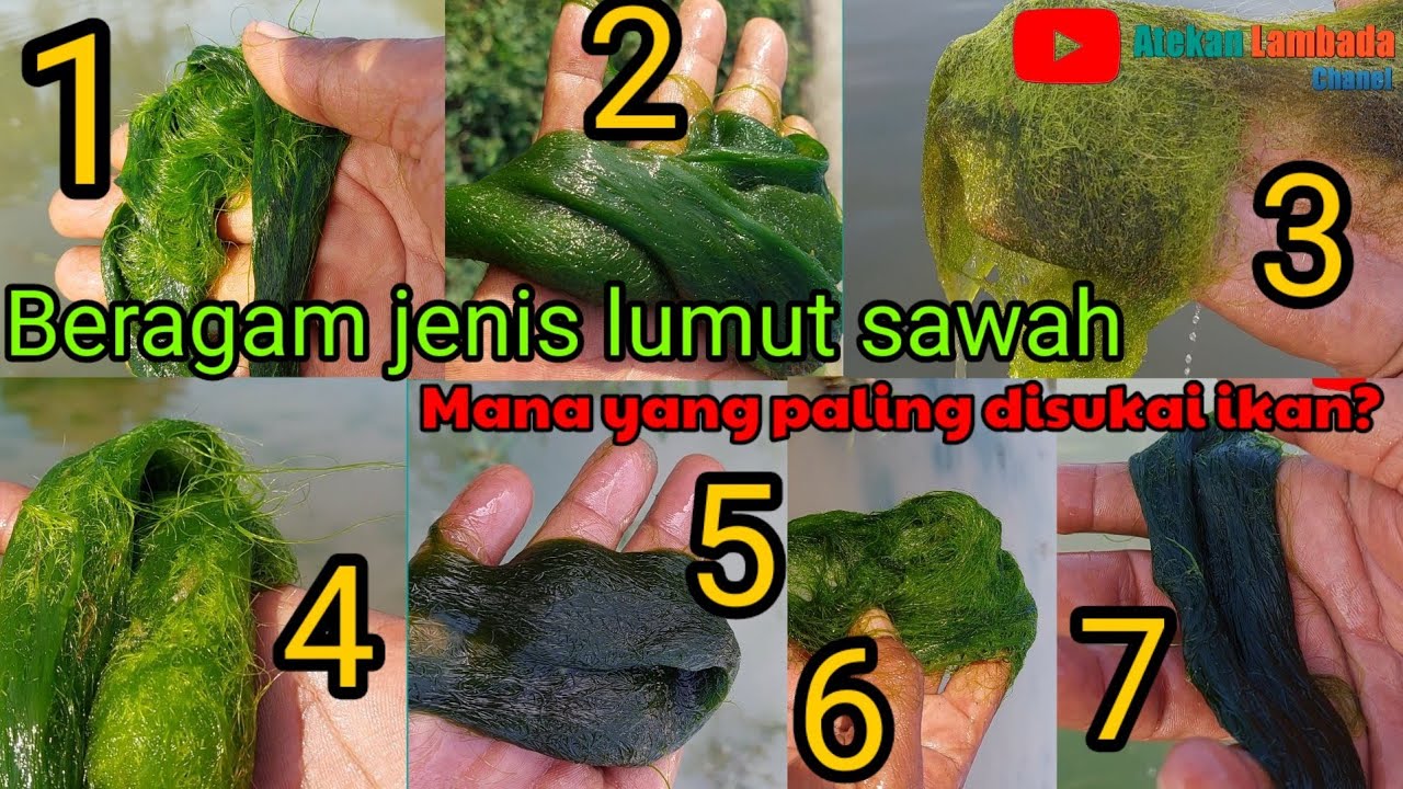 berburu lumut sawah|ragam lumut|jenis lumut disukai ikan