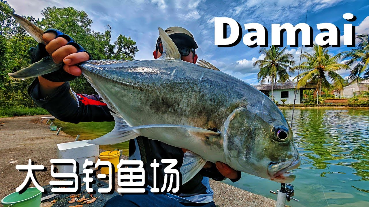 (EP112)堕落并快乐着！龙趸, GT, 不要躲啦！＃大马钓鱼场#Damai Fishing Village