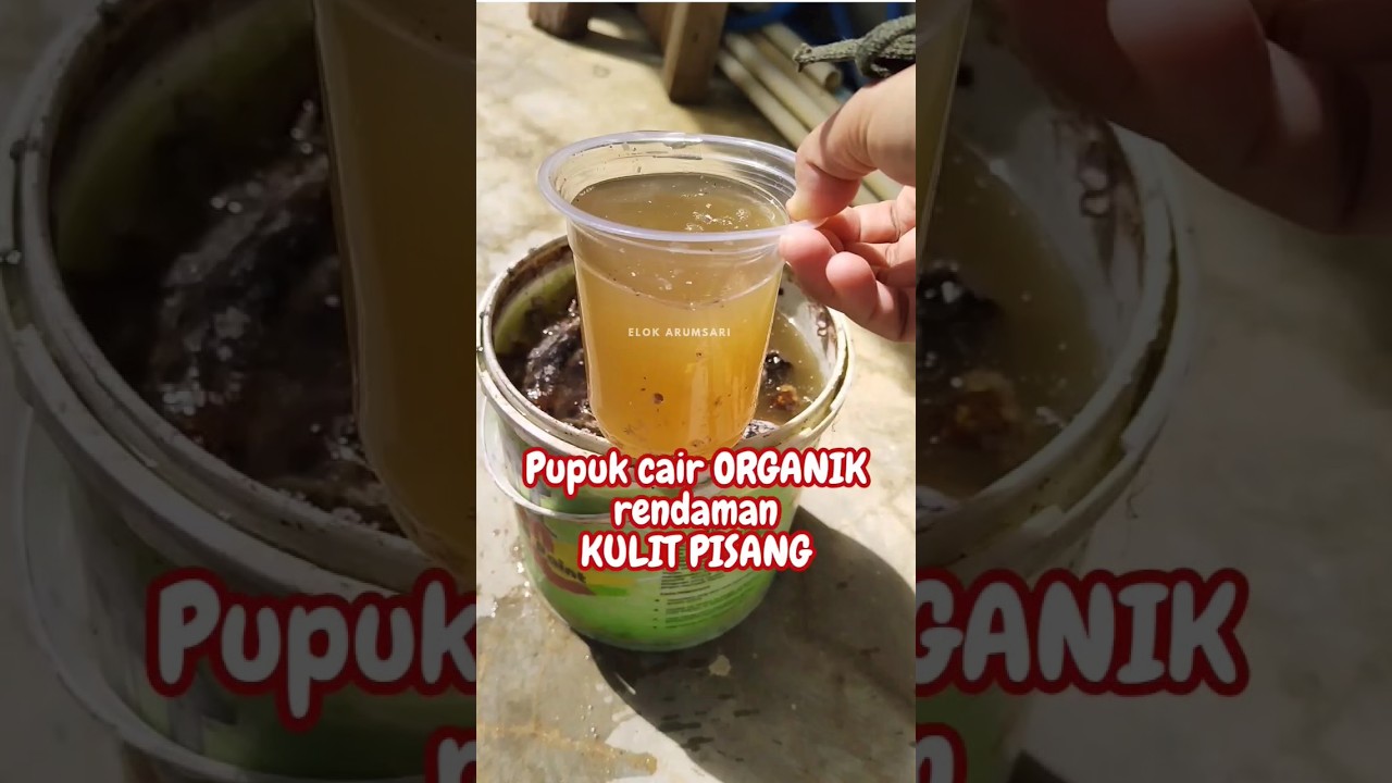 MEMBUAT PUPUK CAIR ORGANIK RENDAMAN KULIT PISANG