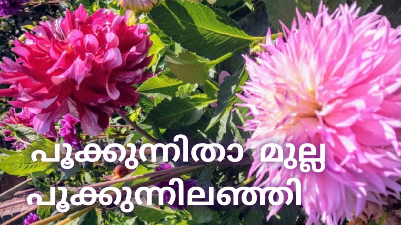 പൂക്കാലം|കുമാരനാശാൻ |മലയാളം കവിതകൾ |Pookkalam|Kumaranashan|Malayalam Kavithakal