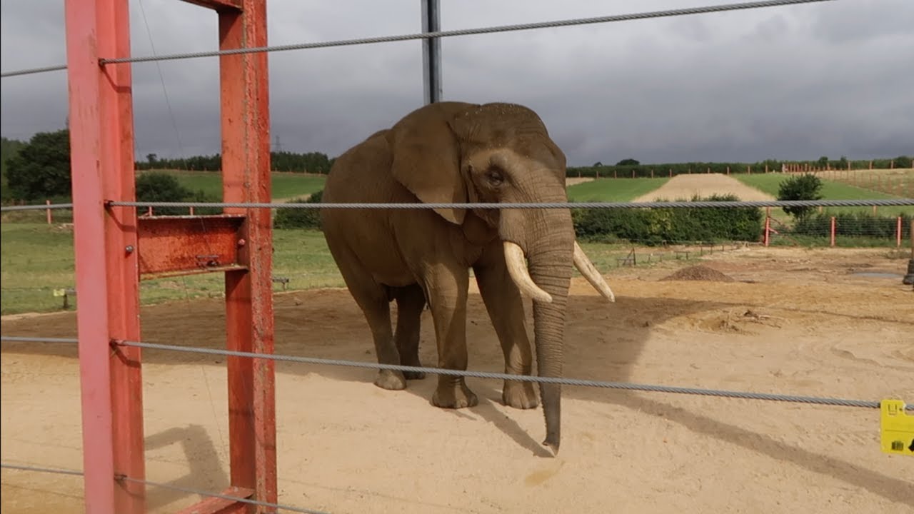 Is It A Zoo? Is It A Farm? It's Noah's Ark Zoo Farm!