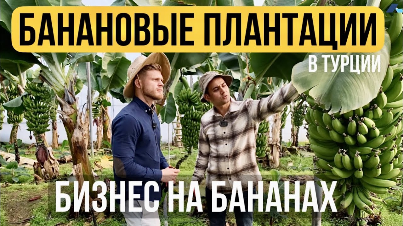 Как выращивают бананы в Турции | Сколько можно заработать на бананах | Бизнес в Турции