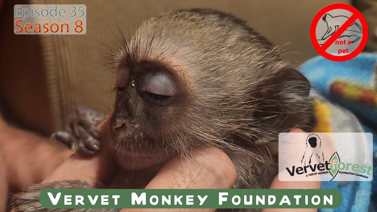 Baby monkey Dasher finds his place in heaven, leaving Snowy behind with loving foster moms