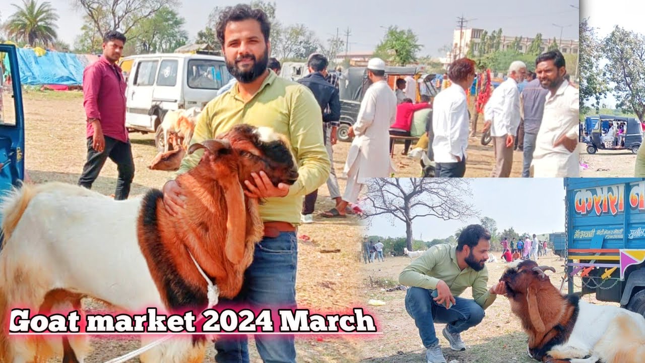 Bhopal Gandhi Nagar bakra mandi 2024 | Goat market | Goat Farming