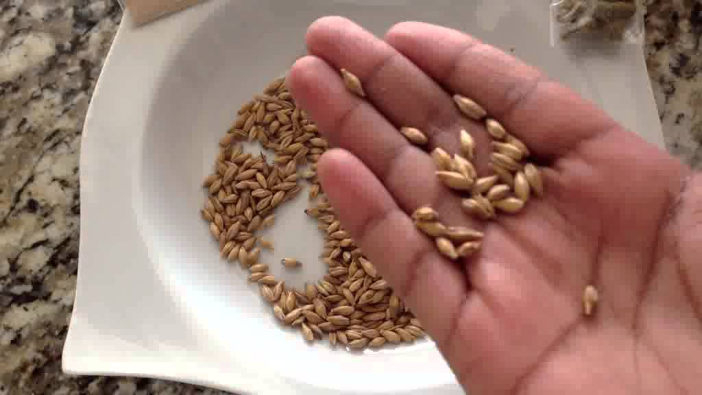 Tutorial para elaboración de cerveza en casa a partir de grano 1