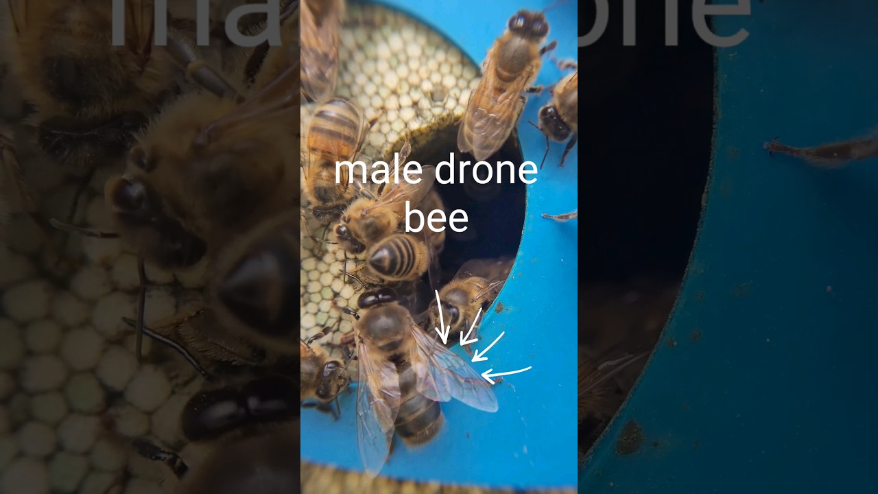I'm starting  to see flying male drones. Devon uk March 25th. # Bees # beekeeping