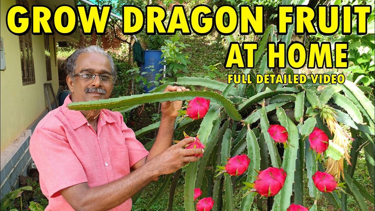 How to grow Dragon Fruit at Home | COMPLETE INFORMATION | Dragon Fruit from seeds &Cuttings |Kannada