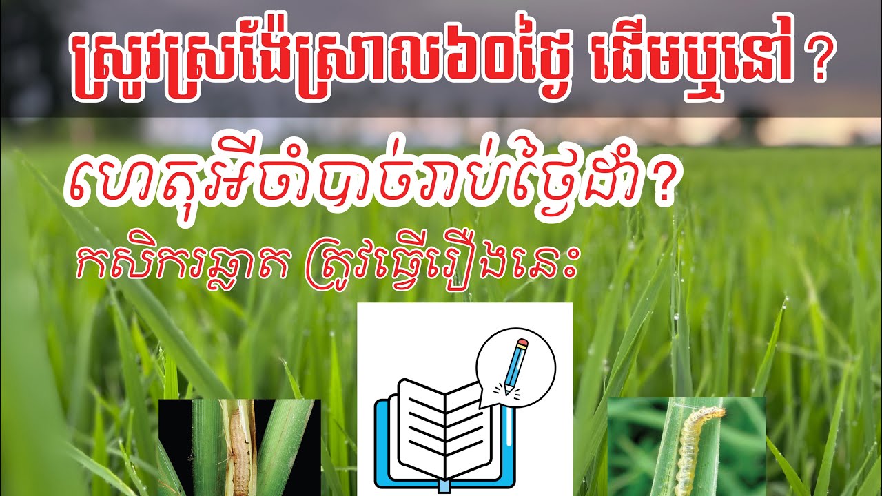 #វិធីធ្វើស្រូវប្រាំងអាយុកាលខ្លី #ស្រូវស្រង៉ែស្រាលអាយុ៦០ថ្ងៃមានសភាពដូចម្តេច?