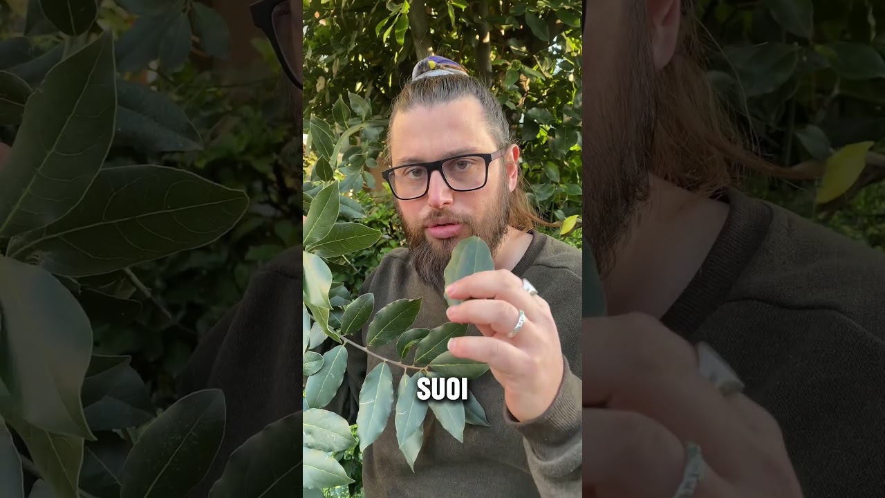 Le proprietà officinali dell’ALLORO (Laurus nobilis)