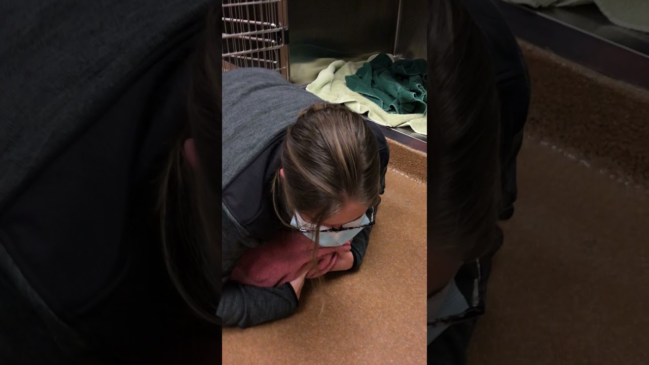 Handling Fractious Rabbit