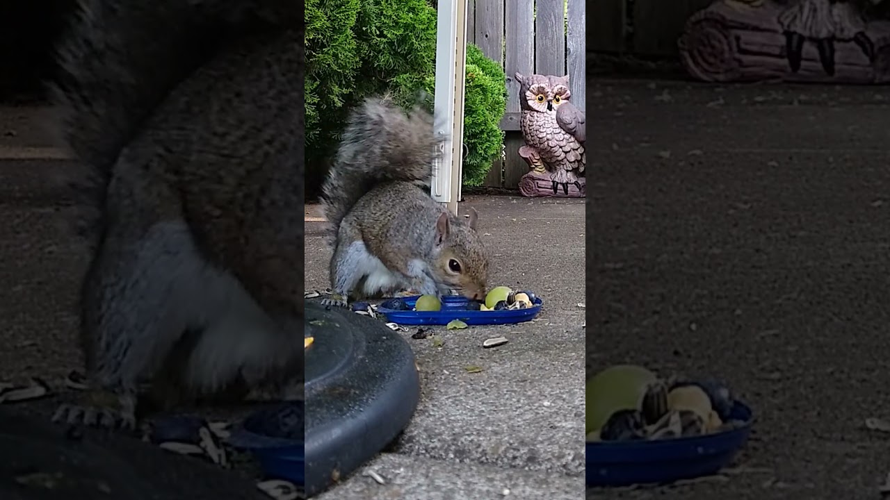Squirrel Snacking on Seeds