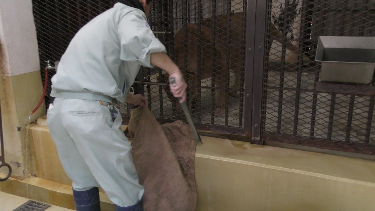 ライオン (姫路市立動物園) 2019年2月16日