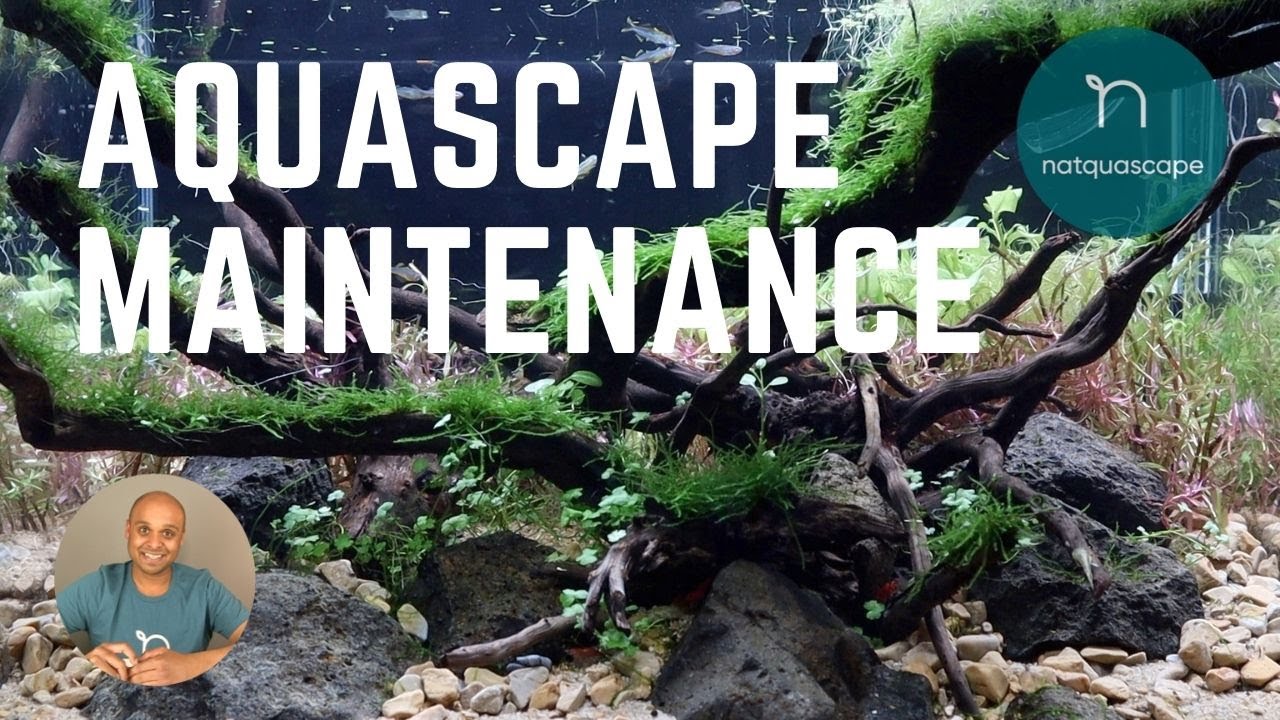 HOW TO DO planted tank maintenance | no bucket method (2021)