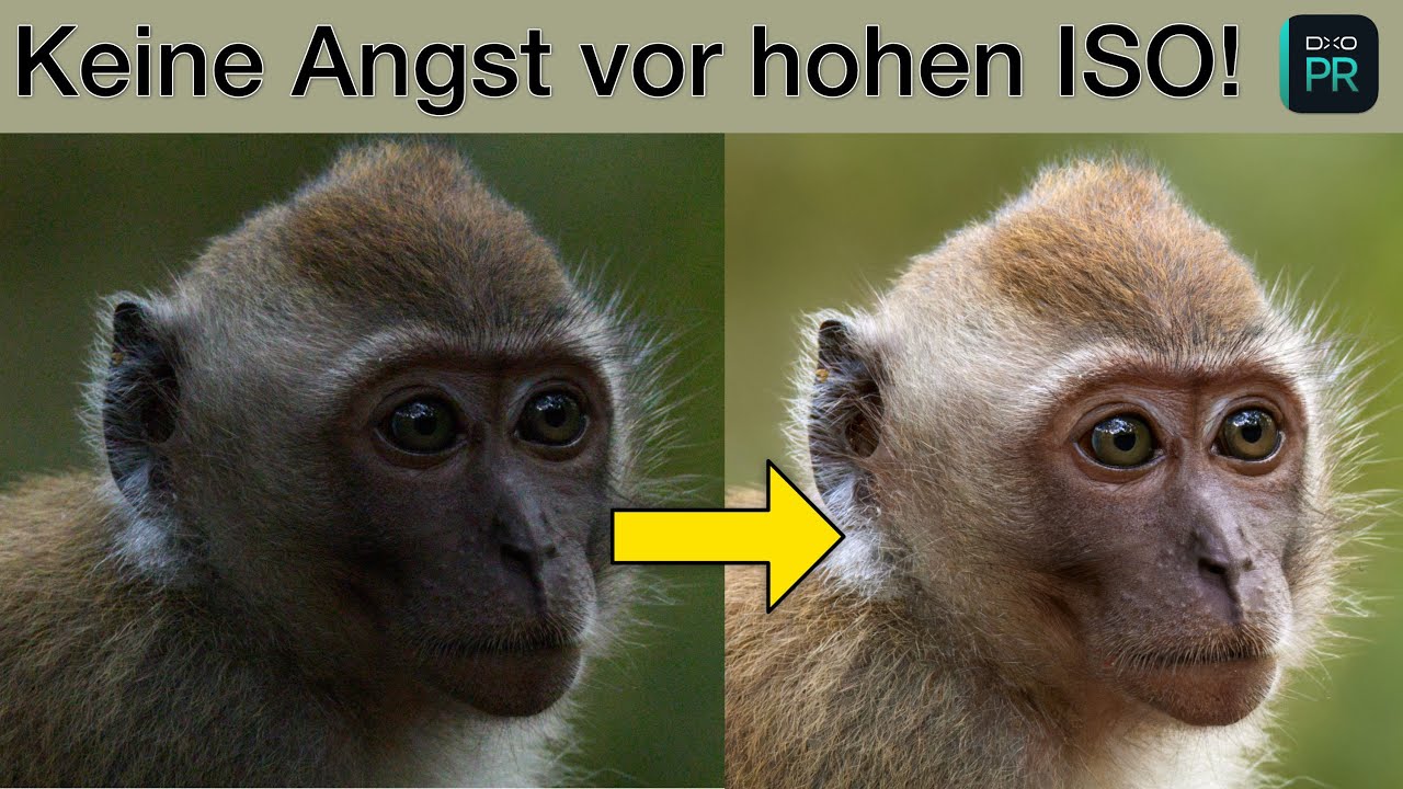 Bildrauschen effektiv und schnell entfernen - Tutorial mit DXO Pure Raw 3