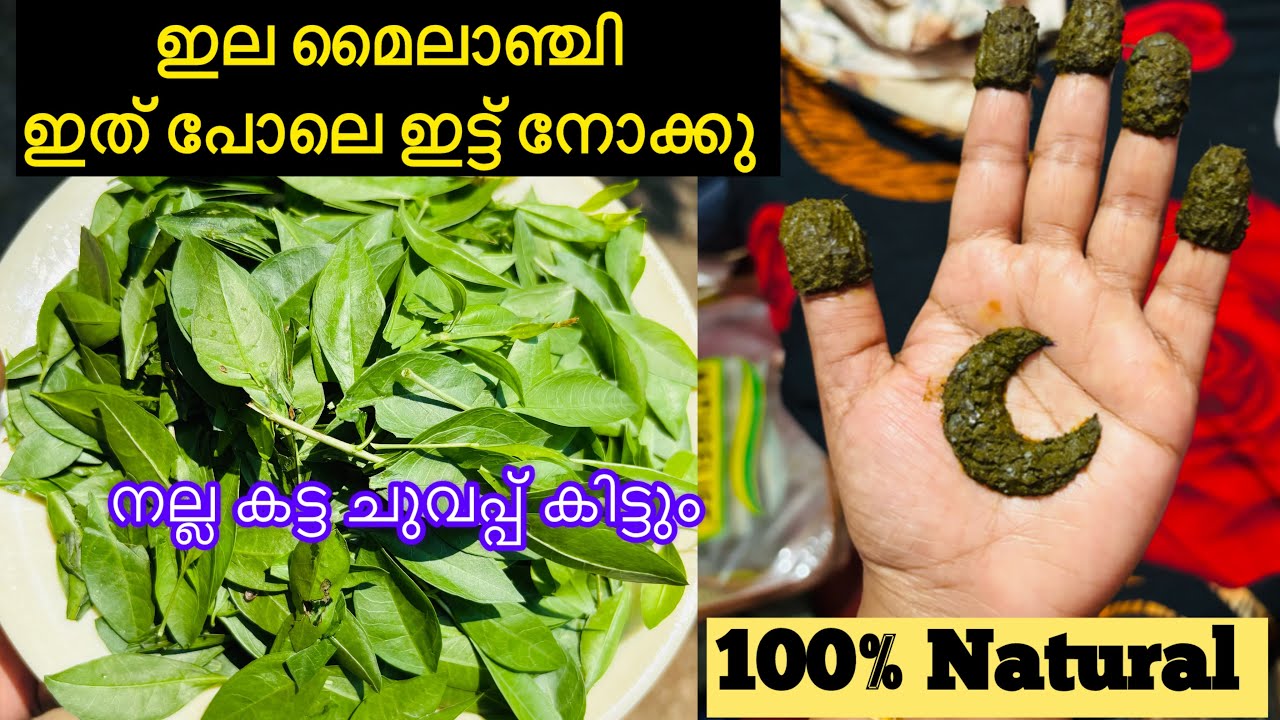 ഇല മൈലാഞ്ചി ഇങ്ങനെ ഇട്ടിട്ടുണ്ടോ / ഇലമൈലാഞ്ചി പെട്ടെന്ന് ചുവക്കാൻ  #onlinesale #organicmehendi 