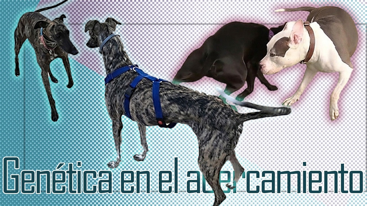 Diferencias en el contacto en los rituales de reconocimiento - Etología canina -