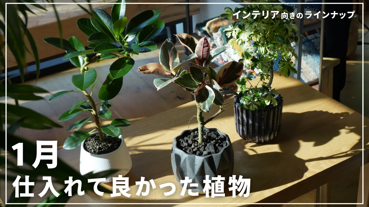 【インテリア×植物】素晴らしい樹形と仕立て！1月に仕入れてよかった植物を紹介！！