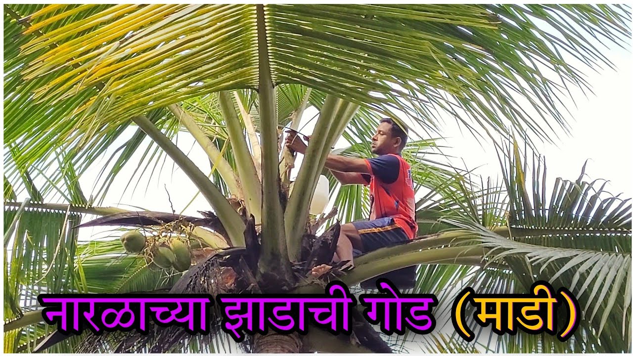 || कोकणातल्या माडाच्या ( नारळाच्या ) झाडावरील गोड ' माडी ' (नीरा)|| Make palm wine || (Nira) ||