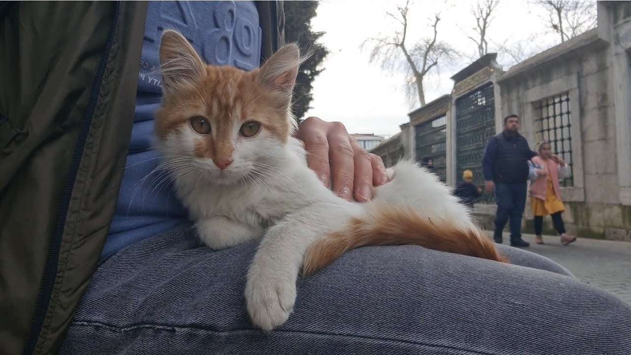 Homeless Little Street Cat is trying to warm up in my lap to avoid getting cold.