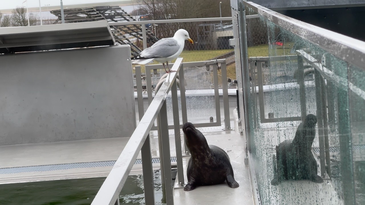 Chasing the seagull! カモメさんと遊びたいアザラシ - WEC
