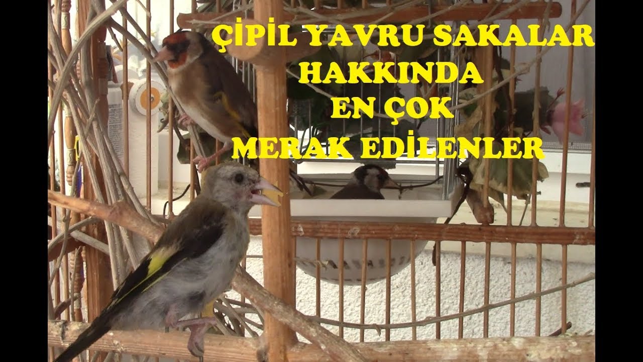 YAVRU ( Çipil ) SAKALAR Hakkında En Çok Sorulan Sorular ve Cevapları