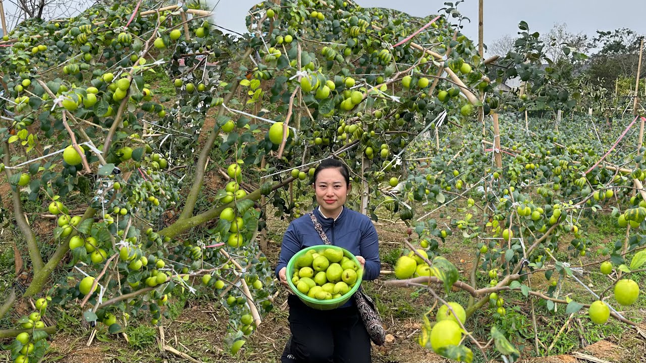 Harvesting sweet apples to sell at the market - Gardening