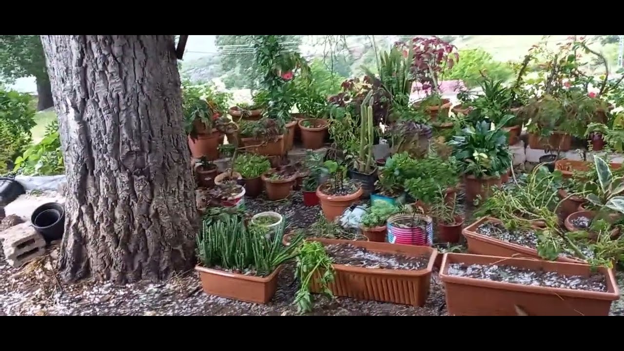 YAYLADA DOLU YAĞIŞI / DOLU VURDU ÇİÇEKLERİM MAHVOLDU