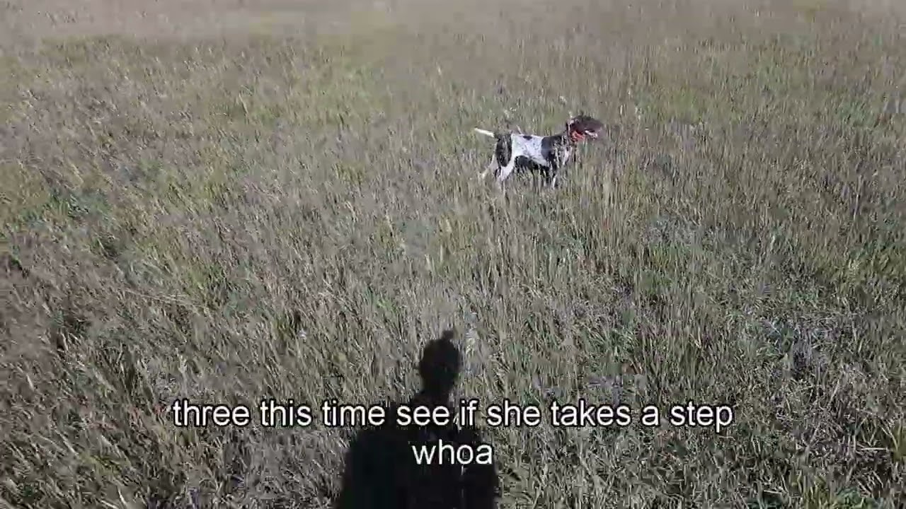 Hope, the bird dog training on 9/13/2025