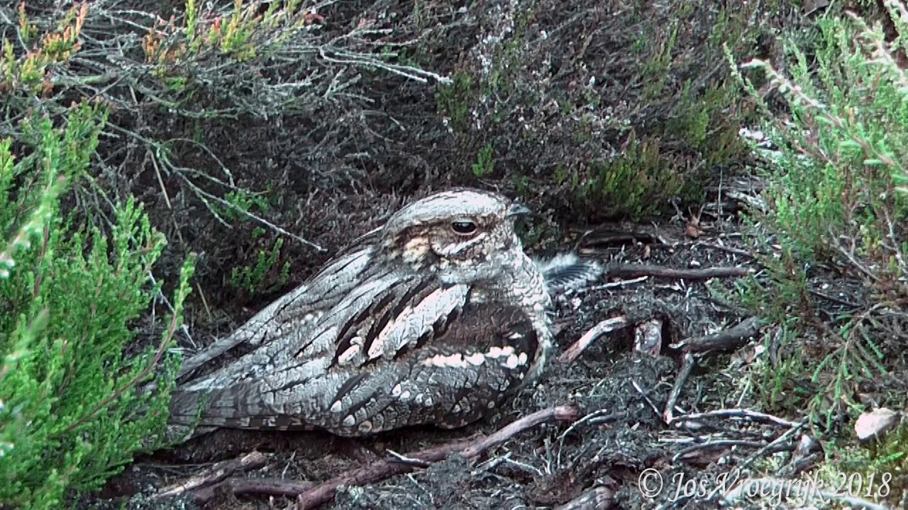 Caprimulgus europaeus, nachtzwaluw, Nigtjar, Ziegen melker, Engoulevent,  Chotacabras gris