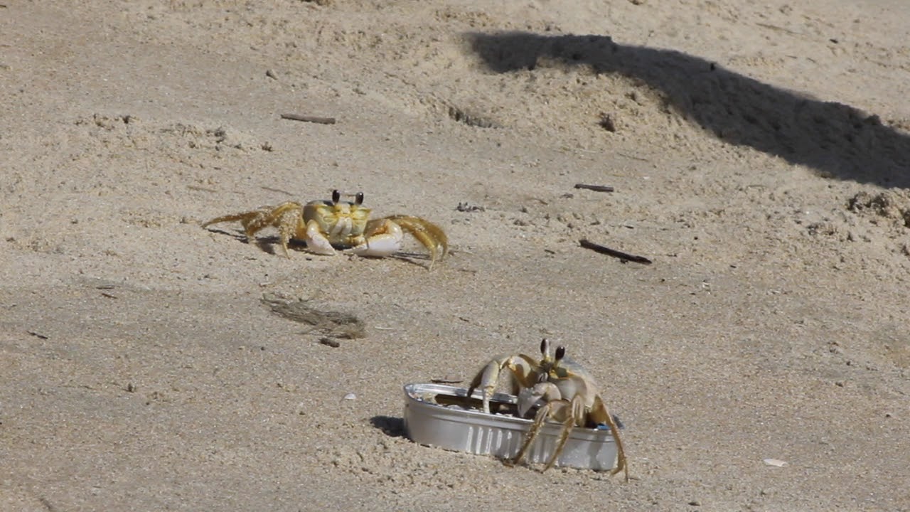 Ghost Crab Cafe